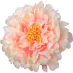 Sztuczna Piwonia w Kolorze Łososiowym o Długości 70 cm - obrazek 3