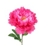 Piwonia pojedynka w kolorze różowym z żółtym środkiem - obrazek 2