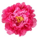 Piwonia pojedynka w kolorze różowym z żółtym środkiem - obrazek 3