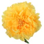 Sztuczna Piwonia w Kolorze Żółtym, Długość 60 cm - obrazek 3