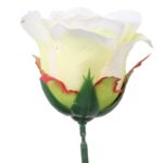 RÓŻA BIAŁA - obrazek 3