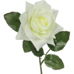 Róża rozwinięta w kolorze białym - obrazek 2