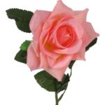 Róża rozwinięta w kolorze jasno różowym - obrazek 2