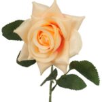 Róża rozwinięta w kolorze kremowym - obrazek 2