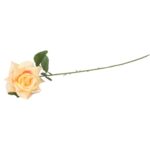 Róża rozwinięta w kolorze kremowym - obrazek 3