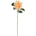 Róża rozwinięta w kolorze kremowym