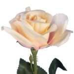 RÓŻA 62 cm KOLOR KREMOWY - obrazek 2