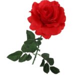 Róża pojedyncza rozwinięta w kolorze czerwonym 68 cm - obrazek 3