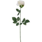 Róża biała, ROS-864-1B - obrazek 2