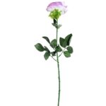 Róża rozwinięta w kolorze jasno fioletowym - obrazek 2