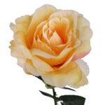 Sztuczna Gałązka Róży kolor Kremowy Dekoracja Wysokość 70 cm - obrazek 2