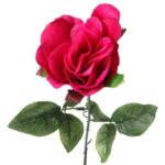 RÓŻA W PĄKU RÓŻOWA - obrazek 2