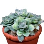 Zielony Mini Sukulent w Doniczce Imitującej Cegłę 8 cm - obrazek 2