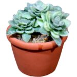 Zielony Mini Sukulent w Doniczce Imitującej Cegłę 8 cm