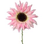 SŁONECZNIK JASNO-RÓŻOWY - obrazek 2