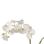 Storczyk gumowany w kolorze białym z liśćmi 2 gałązki - obrazek 2