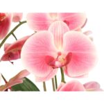 2 gałązki storczyka gumowanego w kolorze różowym w ceramicznej donicy - obrazek 2