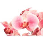 Storczyk gumowany w kolorze różowym z liśćmi 5 gałązek - obrazek 2