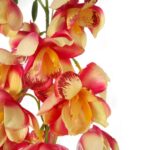 Gałązka storczyka dzwonkowatego w kolorze żółto różowym 84 cm - obrazek 2