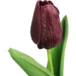 TULIPAN GUMOWANY POJEDYNKA KOLOR FIOLETOWY - obrazek 2