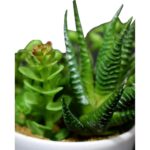 Mix sukulentów w białej ceramicznej doniczce z rączką - obrazek 2