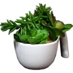 Mix sukulentów w białej ceramicznej doniczce z rączką - obrazek 3