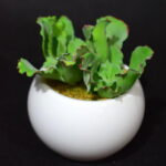 Sztuczny Sukulent w Białej Ceramicznej Doniczce, 11cm Wysokość, 10cm Szerokość