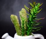 Zestaw sukulentów w białej ceramicznej konewce - dwie wersje wzorów - obrazek 2