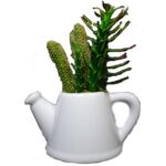 Zestaw sukulentów w białej ceramicznej konewce - dwie wersje wzorów