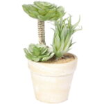 Sukulent w ozdobnej doniczce imitującej cegłę, 15,5 cm