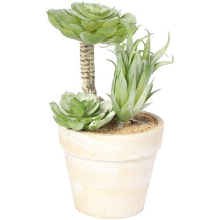 Sukulent w ozdobnej doniczce imitującej cegłę, 15,5 cm