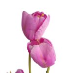 Gałązka 3 TULIPANÓW 80 CM FIOLETOWA - obrazek 2
