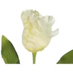 TULIPAN STRZĘPIASTY 54 CM BIAŁY - obrazek 2