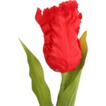 TULIPAN STRZĘPIASTY 54 CM CZERWONY - obrazek 2