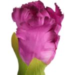 TULIPAN STRZĘPIASTY 54 CM FIOLETOWY - obrazek 2