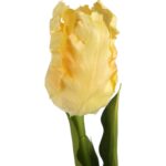 TULIPAN STRZĘPIASTY 54 CM KREMOWY - obrazek 2