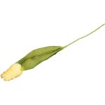 TULIPAN STRZĘPIASTY 54 CM KREMOWY - obrazek 3
