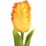 TULIPAN STRZĘPIASTY 54 CM POMARAŃCZOWY - obrazek 2