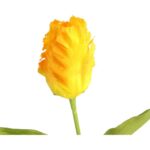 TULIPAN STRZĘPIASTY 54 CM ŻÓŁTY - obrazek 2