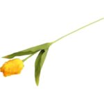 TULIPAN STRZĘPIASTY 54 CM ŻÓŁTY - obrazek 3