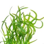 BUKIET WODOROSTÓW 46 CM ZIELONY - obrazek 2