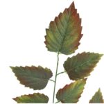 LIŚĆ GAŁĄZKA POTRÓJNA CIENIOWANA OMSZAŁA 72 CM - obrazek 2