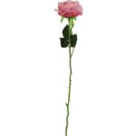 Róża pojedynczy kwiat w kolorze ciemno różowym - obrazek 2