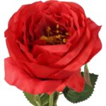 Róża pojedynczy kwiat w kolorze czerwonym - obrazek 3