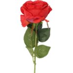 Róża pojedynczy kwiat w kolorze czerwonym