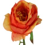 Róża pojedynczy kwiat w kolorze pomarańczowym - obrazek 3