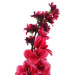 Sztuczna Gałązka Ostróżki Podwójnej w Kolorze Czerwonym - obrazek 2