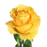 RÓŻA 72 cm KOLOR POMARAŃCZOWY - obrazek 2