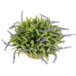 Lawenda w Glinianej Donicy 25 cm - Zielona Dekoracja Wnętrz - obrazek 2