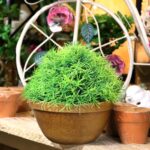 Sztuczna Roślina Dekoracyjna - Trawa w Ceramicznej Doniczce 25cm - obrazek 3